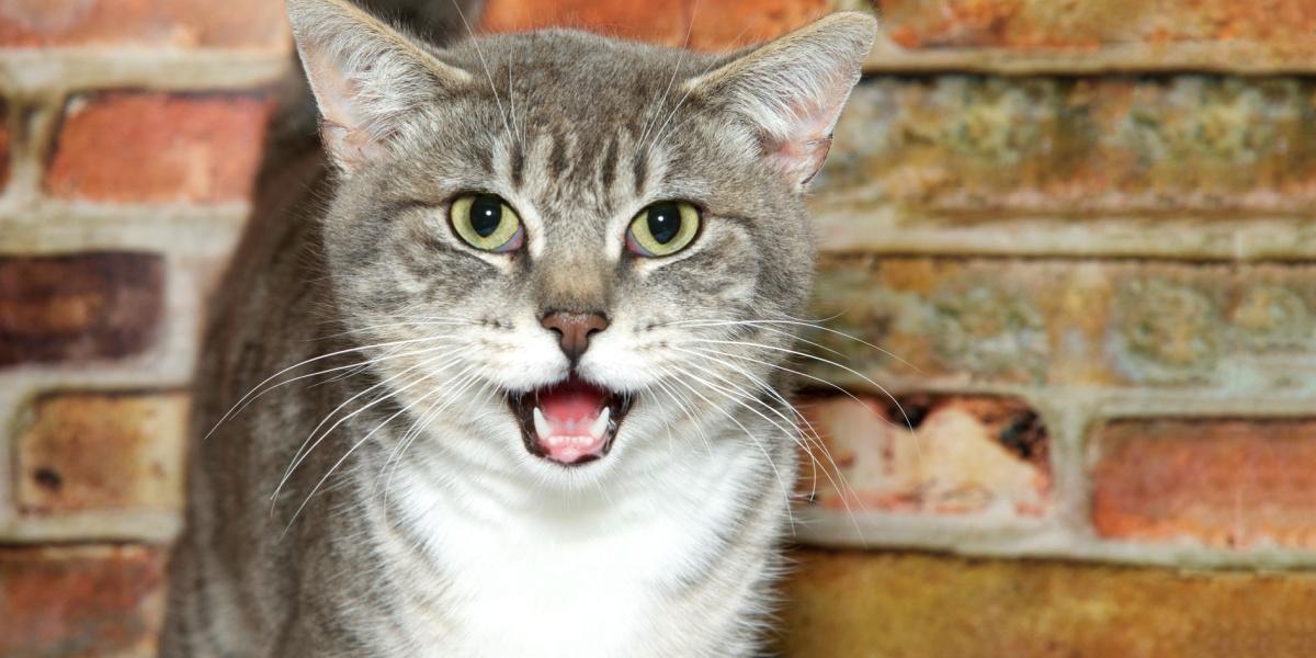 gato atigrado de pelo corto