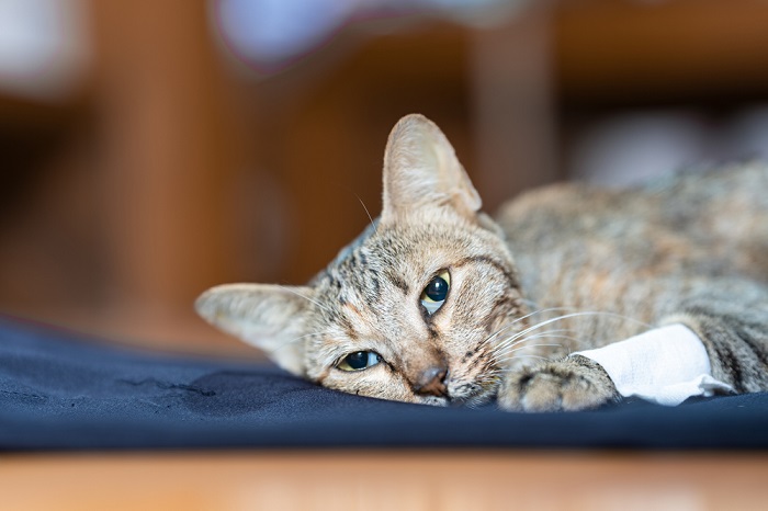 Presión arterial baja en gatos (hipotensión en gatos)