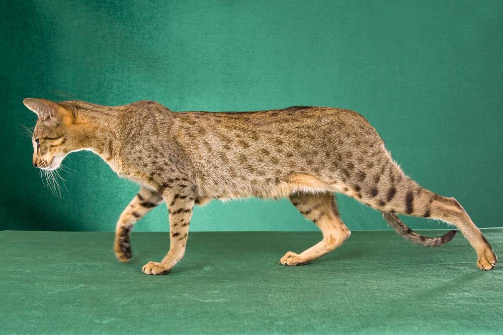 Hermoso gato atigrado oriental con manchas plateadas