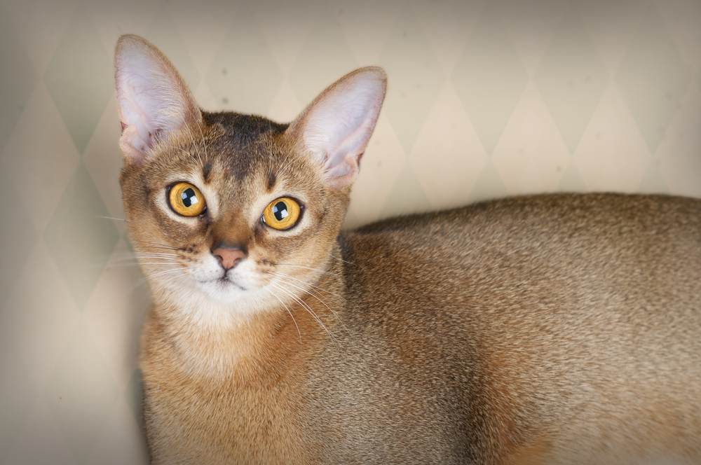 Hermosa imagen de una gata abisinia rojiza hembra, resaltando la elegancia y llamativa apariencia de este felino.