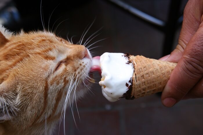 Un gato lamiendo juguetonamente un trozo de helado, mostrando su curiosidad hacia nuevos sabores y texturas.