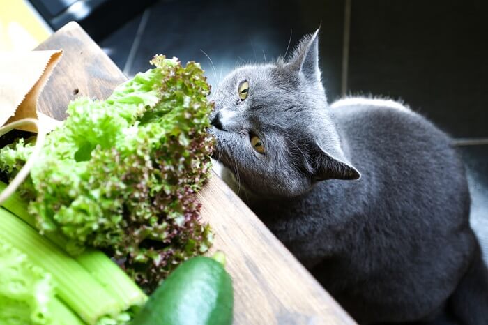 Un gato huele con curiosidad un trozo de lechuga colocado sobre una mesa, mostrando su exploración natural de los olores y el entorno.