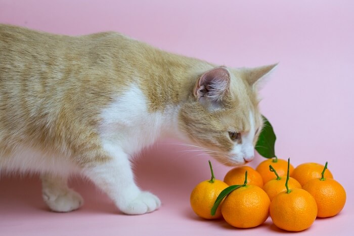 Un gato huele con curiosidad una naranja, mostrando su curiosidad natural y la exploración de diferentes olores.