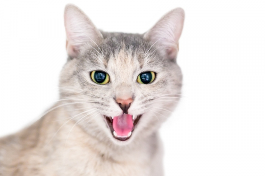 7 Vocalizaciones comunes de los gatos y su significado