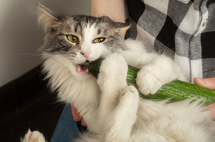 Imagen que muestra a un dueño sosteniendo un gato mientras mastica un pepino.