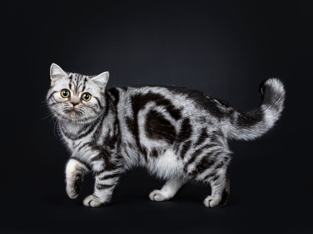 Lindo gatito británico de pelo corto, con manchas negras plateadas.