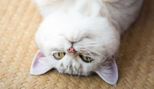 Un estudio demuestra que los gatos pueden comunicar su malestar simulando enfermedades
