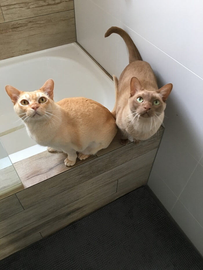 Una escena conmovedora con Erik y Rexxie, dos gatos que disfrutan de acompañar a su dueño al baño durante las rutinas de cuidado de mascotas, mostrando el fuerte vínculo y la camaradería entre los compañeros humanos y felinos.