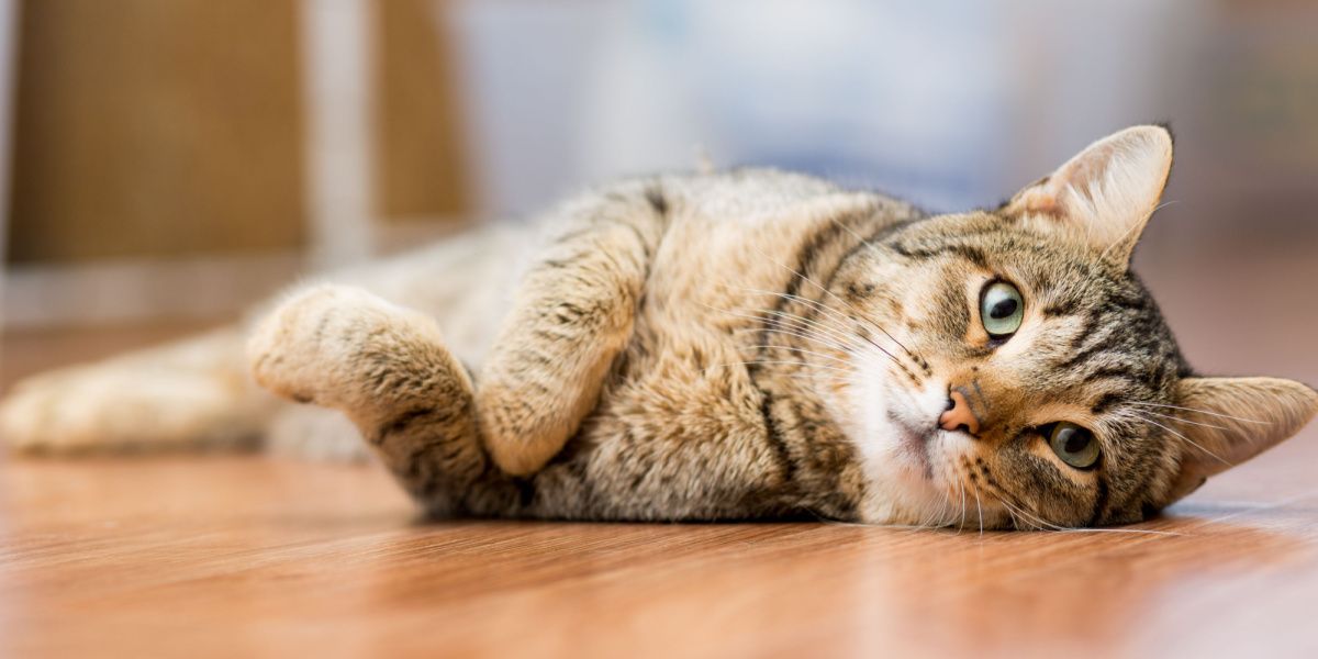 Gato mestizo adulto de color gris tumbado en el suelo