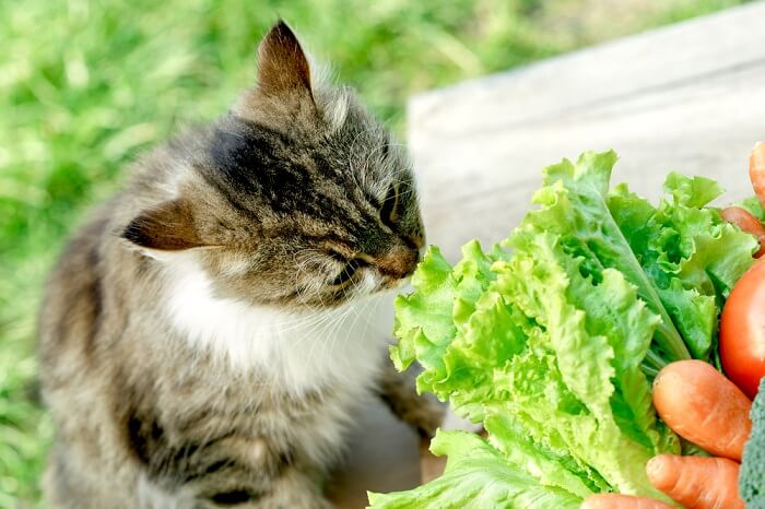 Un gato olfateando una combinación de lechuga y zanahoria, mostrando su curiosidad hacia diversos olores y posibles alimentos nuevos.