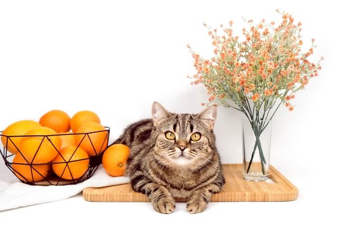 Un gato mira con curiosidad a la cámara cerca de una canasta de naranjas y un jarrón de flores, capturando un momento encantador y curioso.