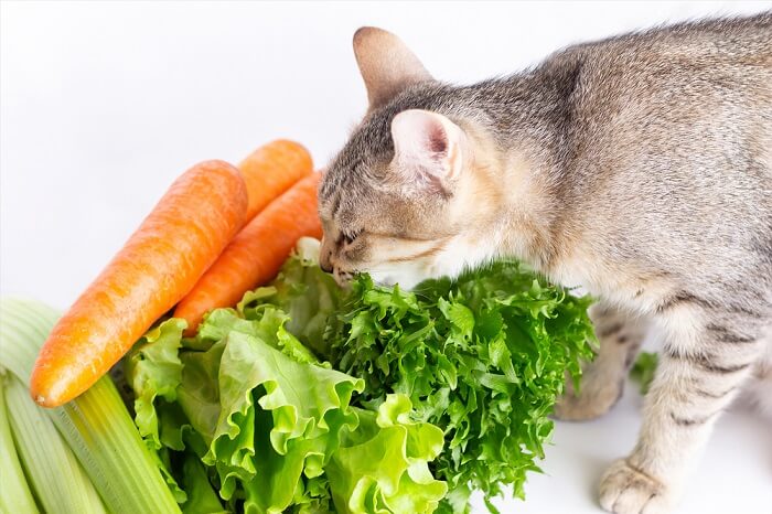 Un gato oliendo con curiosidad una mezcla de lechuga, zanahoria y apio.