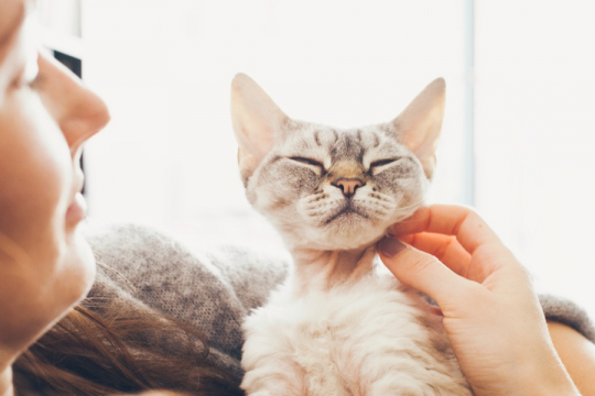 Un estudio demuestra que tu gato puede ser la clave para prevenir la pérdida de memoria