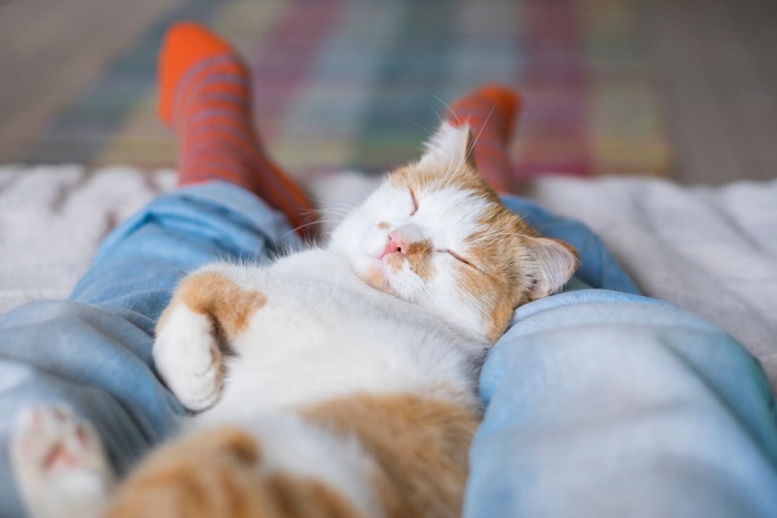 Imagen que captura el comportamiento posesivo de un gato, mostrando su apego a un objeto o territorio en particular, un rasgo común en el comportamiento felino.