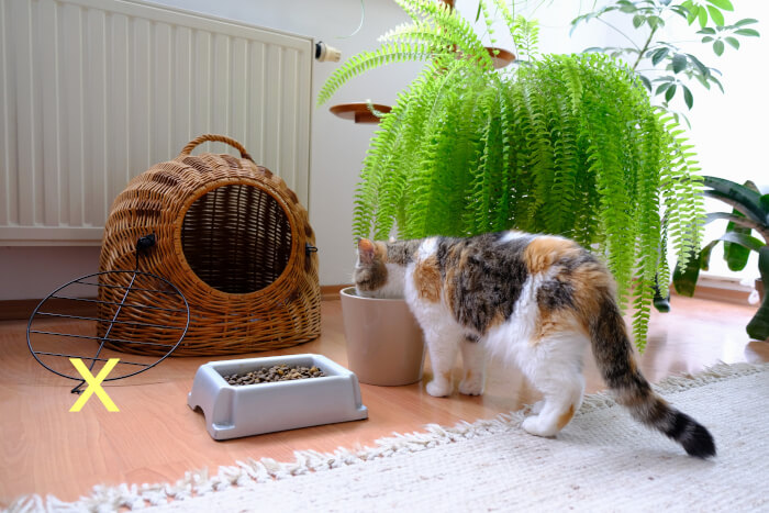 por comida y agua para gatos