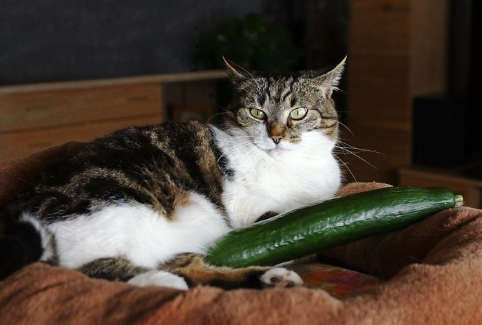 Fotografía de un gato sentado cerca de un pepino, que muestra el comportamiento tranquilo y curioso del felino.