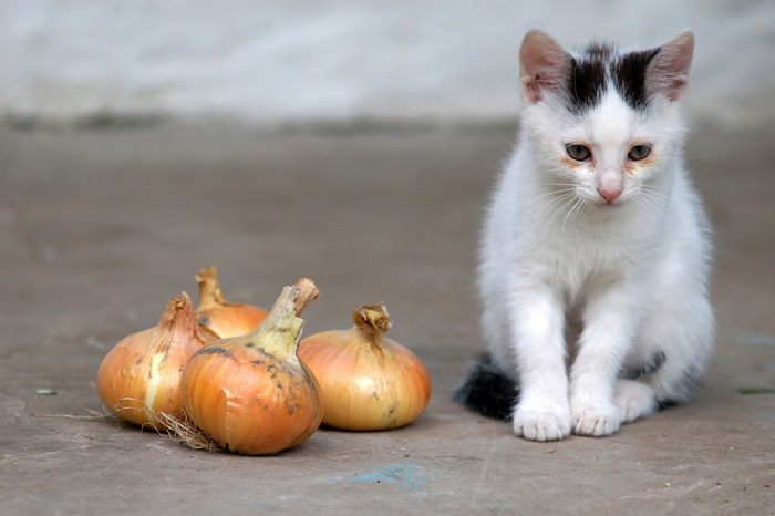 Una imagen de un gato cerca de una cebolla.