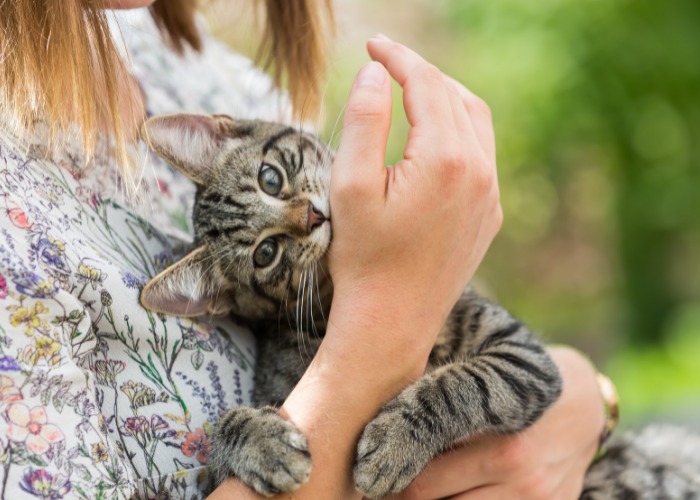 Una imagen que ilustra un gato mordiendo la mano de una niña.