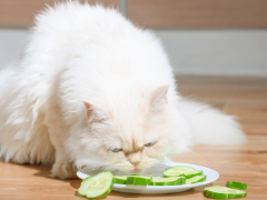 Image featuring a cat and a cucumber, capturing a feline's reaction to a cucumber