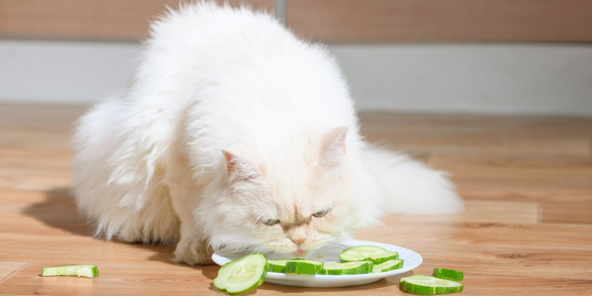 Imagen que muestra un gato y un pepino, que captura la reacción de un felino ante un pepino.