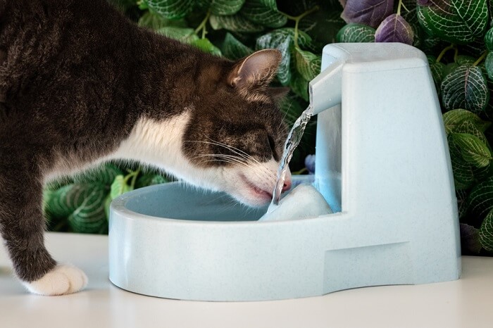 Un gato vigilante calma su sed con un cuenco de agua. La imagen capta la atención del gato mientras bebe agua.