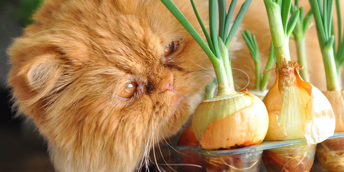 Una imagen que ilustra un gato comiendo una cebolla, destacando los posibles peligros y la toxicidad de las cebollas para la salud felina.