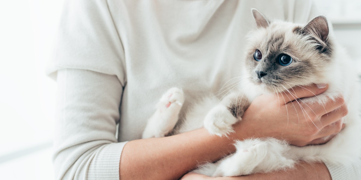 El gato es capturado en un abrazo conmovedor,