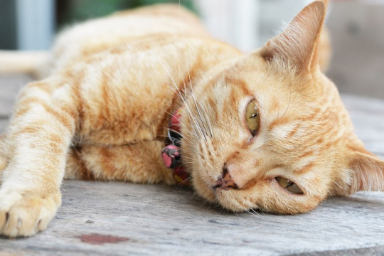 10 Señales sutiles de que tu gato puede estar enfermo