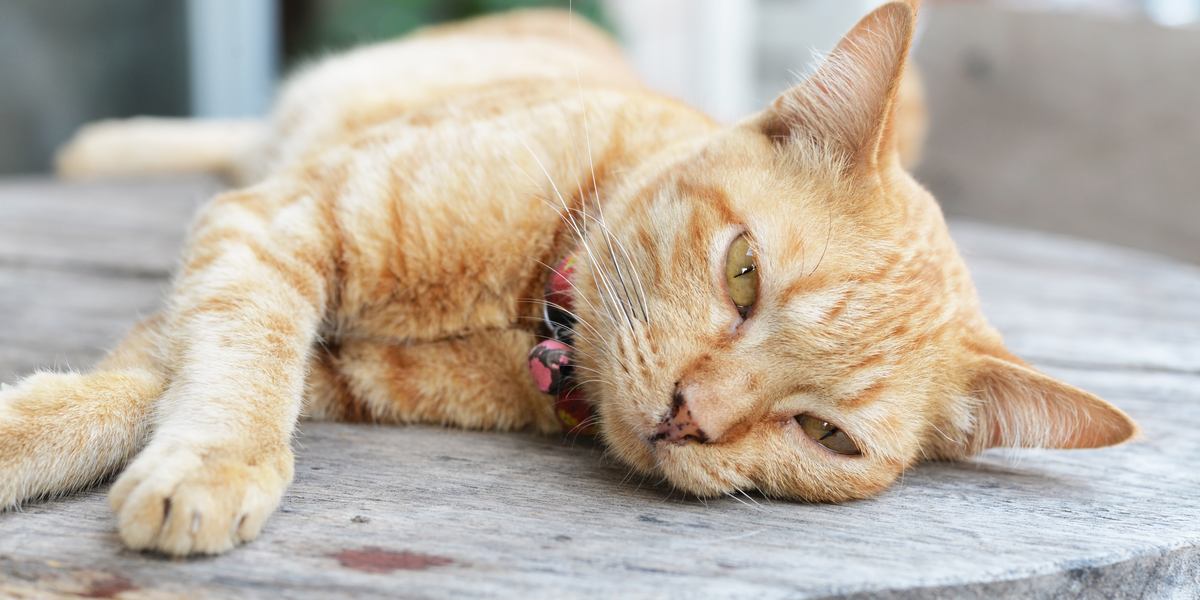 Un gato de aspecto sombrío, con ojos caídos y una postura letárgica, que muestra signos de enfermedad o malestar.