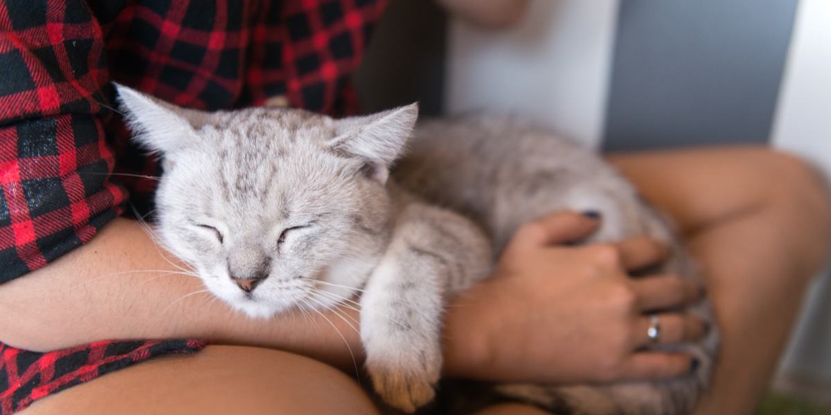 Un gato durmiendo pacíficamente se acurruca cómodamente en el regazo de una persona, disfrutando del calor y la comodidad que le proporciona.