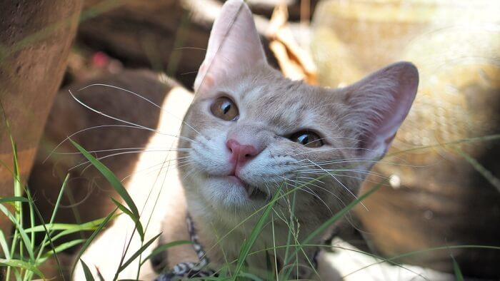 Efectos secundarios del omeprazol en gatos