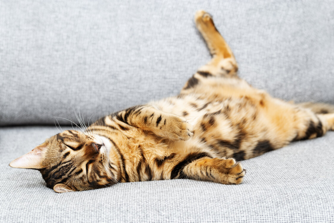 Lindo gato relajante