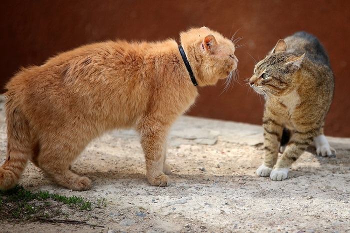 gato de pelea