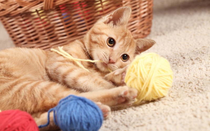 Encantadora imagen de un gatito jugando con hilo, mostrando energía juvenil y curiosidad felina natural.