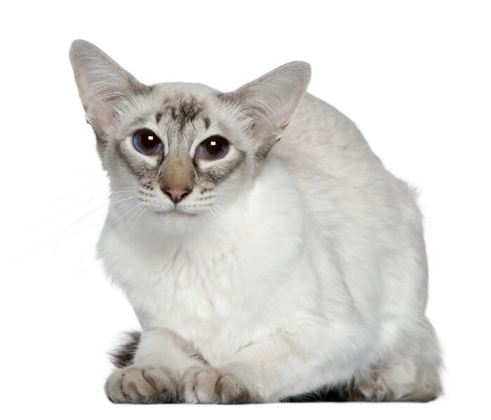 Imagen de un gato balinés blanco, reconocido por su pelaje sedoso y apariencia elegante, sentado graciosamente y exudando un aire de pureza y encanto.