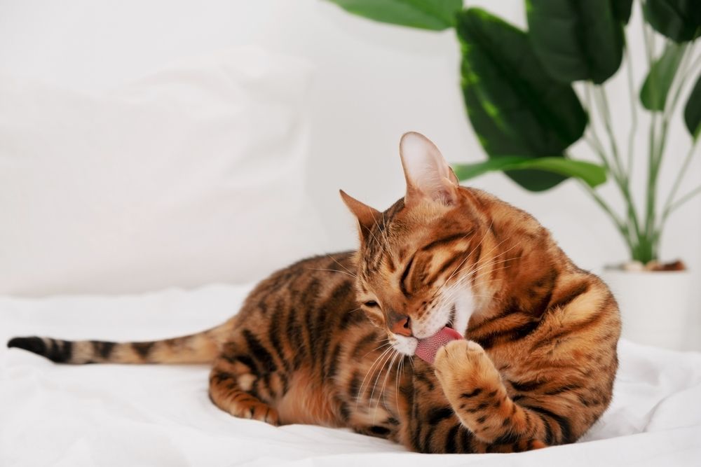 Hermoso gato de Bengala lamiéndose la pata