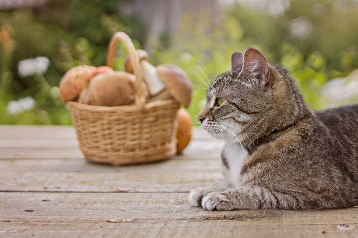 Un gato sentado tranquilamente cerca de un hongo colocado en una canasta.