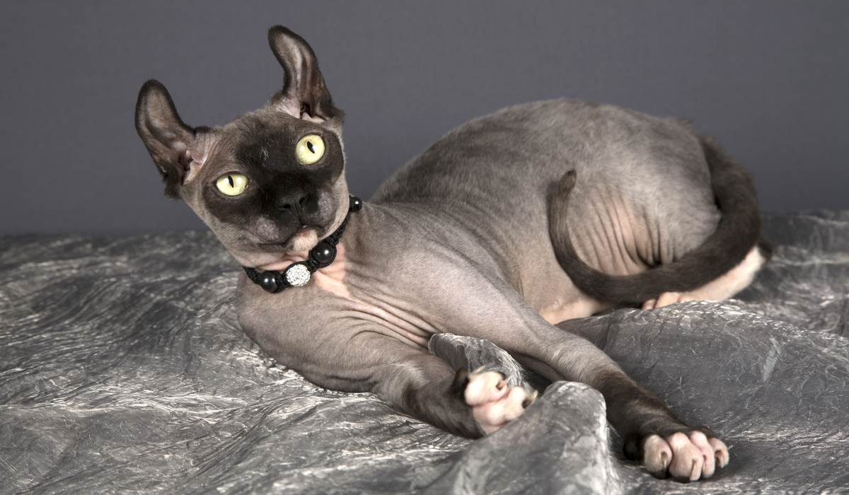 Imagen de un gato Dwelf, una raza conocida por su falta de pelo, patas cortas y rasgos distintivos, sentado en una pose cautivadora y única.