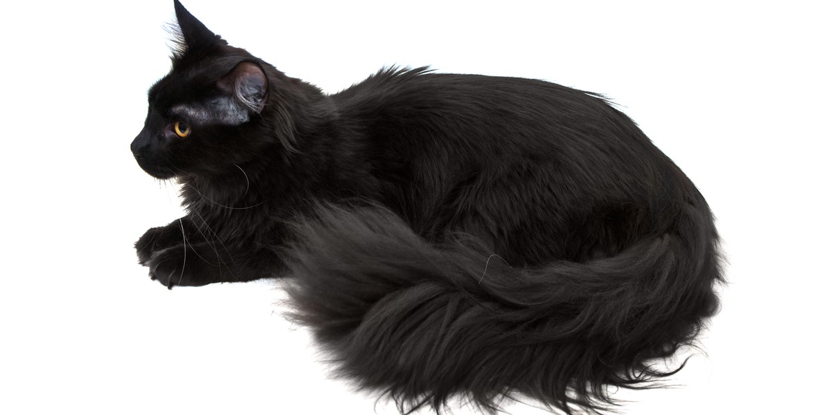 Majestuoso gato Maine Coon negro con su impresionante tamaño, orejas con mechones y cola tupida