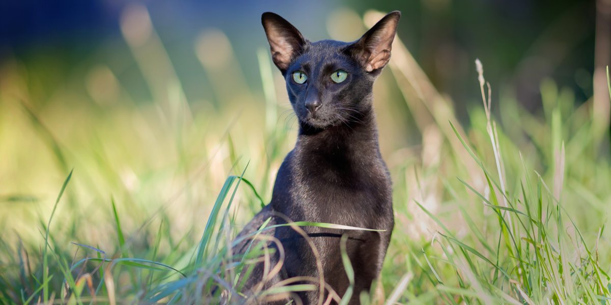 Gato oriental de pelo corto, de color negro y elegante, con su complexión elegante y cautivadores ojos en forma de almendra, que representan la presencia atractiva y sofisticada de la raza.