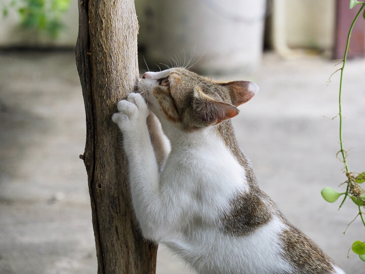 La imagen probablemente ilustra un gato mostrando comportamiento territorial, posiblemente defendiendo su territorio contra un intruso.