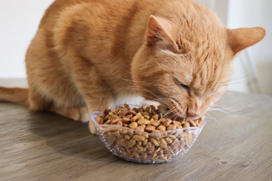 ¿Cuánto hay que darle de comer a un gato?
