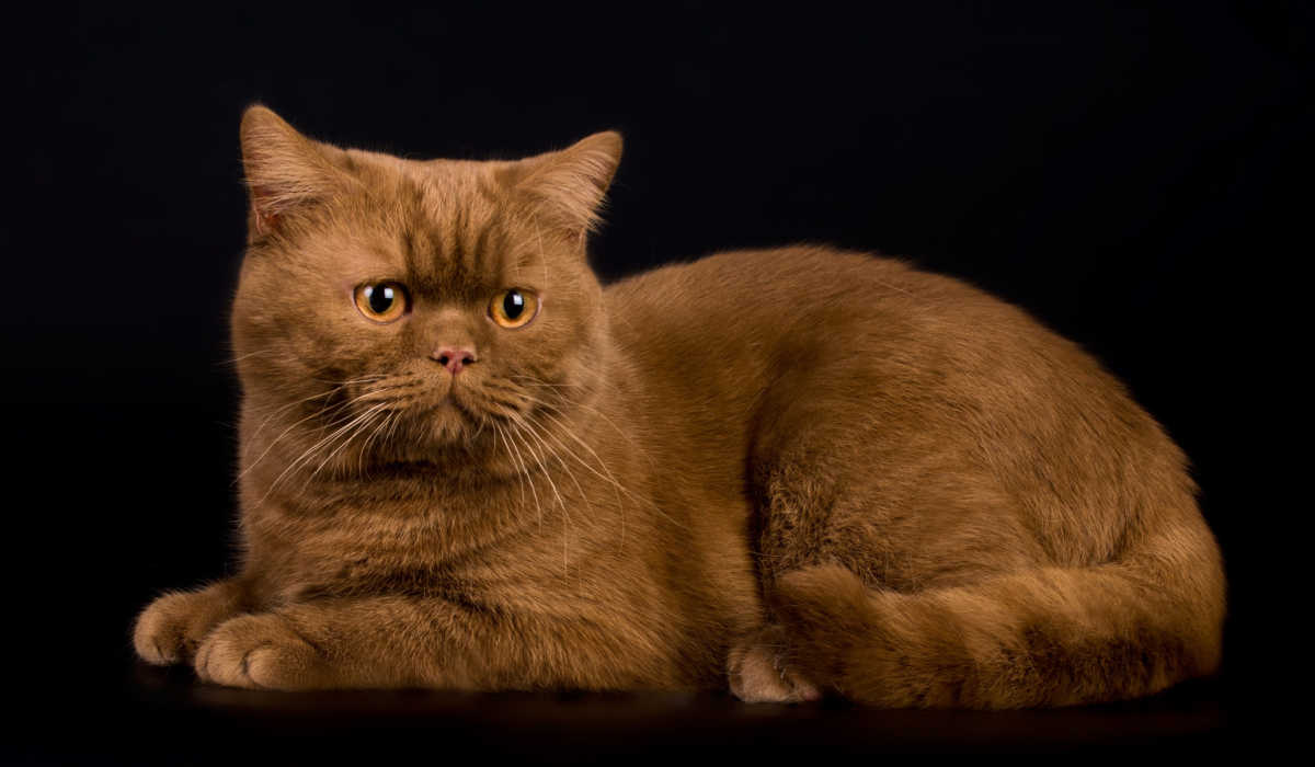 Gato británico de pelo corto de color canela