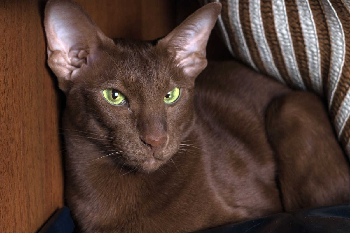 Gato oriental de pelo corto de color marrón chocolate