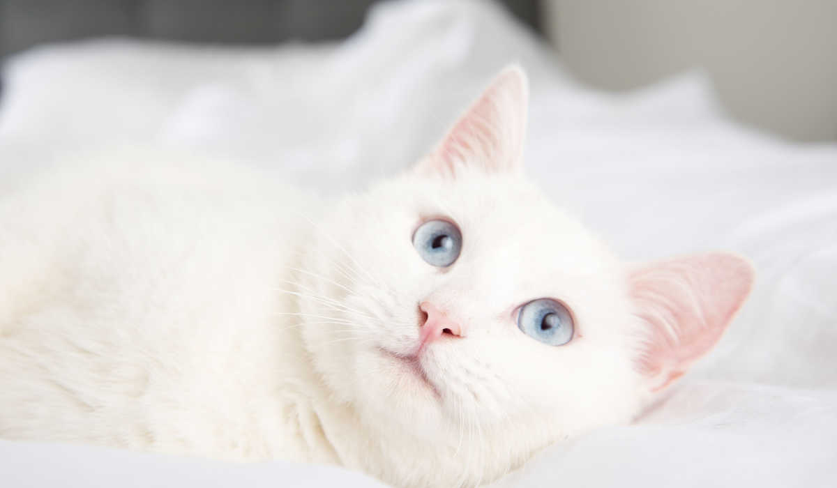 Gato albino blanco con ojos azules