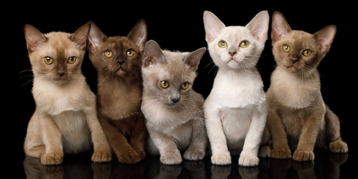 Grupo de gatitos birmanos en color marrón (chocolate), azul, platino (lila) y crema.