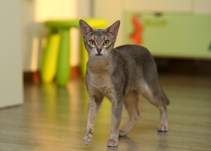 Impresionante imagen de un gato abisinio, que muestra su distintivo pelaje con manchas y cautivadores ojos en forma de almendra.