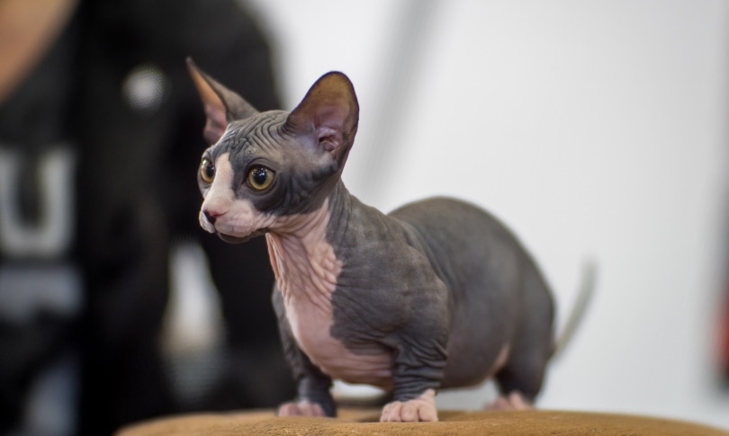 Imagen de un gato Bambino, una raza conocida por su falta de pelo y patas cortas, sentado en una pose adorable y entrañable.