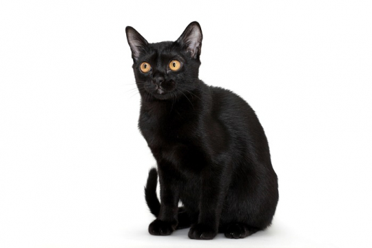 10 Impresionantes razas de gatos negros que merecen un lugar en tu