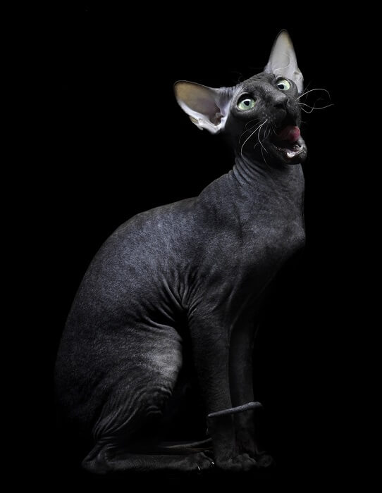 Gato Sphynx negro único con su apariencia sin pelo y piel aterciopelada, que muestra el encanto distintivo de la raza y su naturaleza afectuosa.